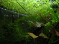 /album/i-miei-acquari/dscn0551okmc-jpg/