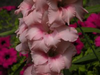 /album/rosso-in-giardino/gladiolo-jpg/