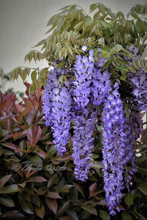   Infiorescenze di glicine cinese (Wisteria sinensis)in un angolo ombroso di un piccolo  giardino. Sullo sfondo fotinia (Photinia X fraseri)  - aprile 2020