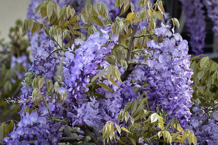  Glicine cinese (Wisteria sinensis) illuminata dai raggi del sole - aprile 2020