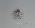 /album/galleria-foto-animali/testudinella-20nm-jpg-201158171239-testudinella-20nm-jpg1/
